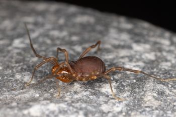 Media type: image;   Invertebrate Zoology 168077 Description: Digital photograph of specimen in life.;